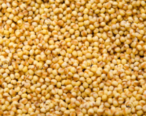 Foxtail Millet / Thinai 500gr
