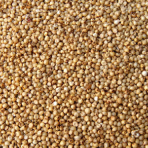Sorghum / Cholam  500 gr