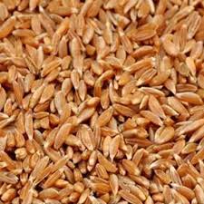 Samba Wheat (500g)